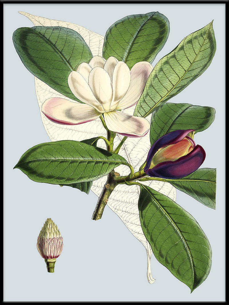 Talauma Hodgsoni
