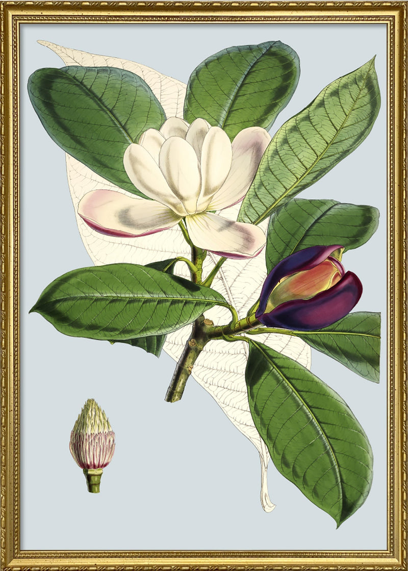 Talauma Hodgsoni