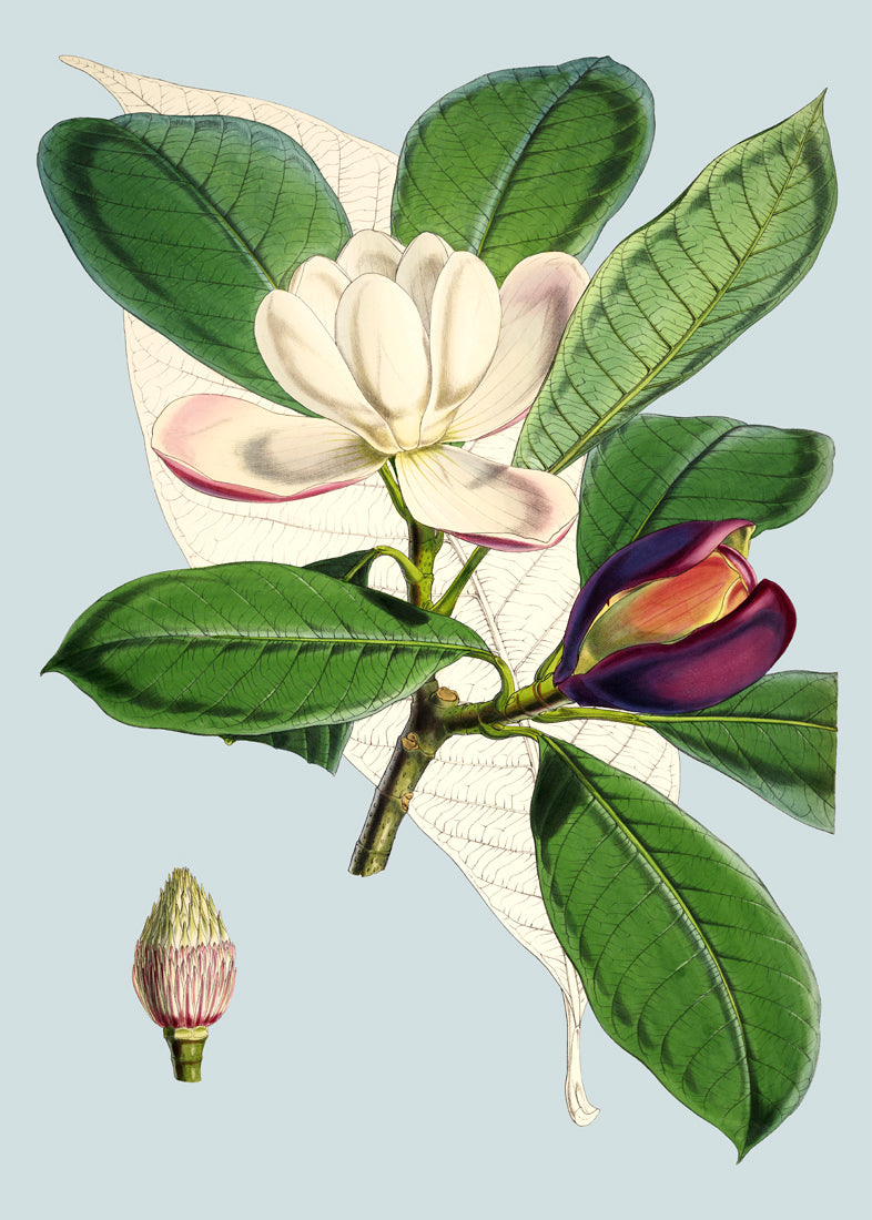 Talauma Hodgsoni