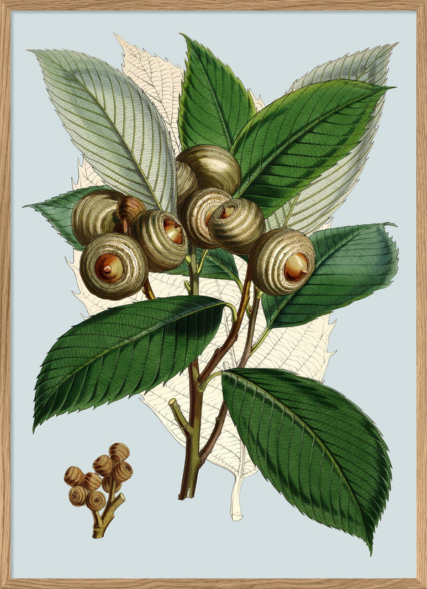 Quercus Lamellosa