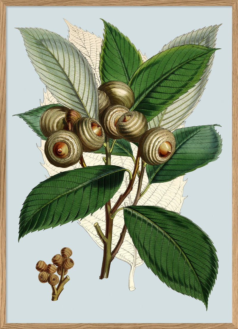 Quercus Lamellosa