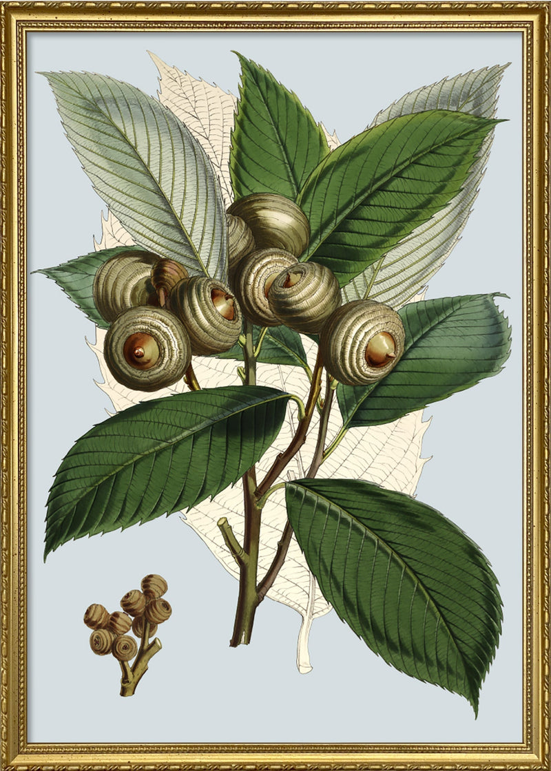 Quercus Lamellosa