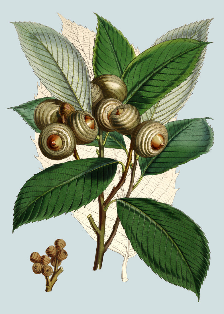 Quercus Lamellosa