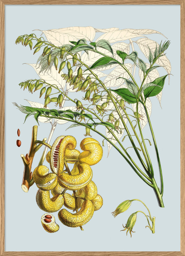 Decaisnea Insignis