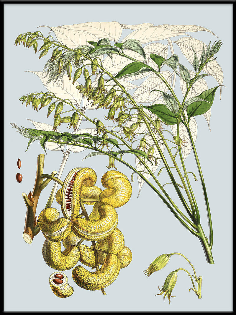 Decaisnea Insignis