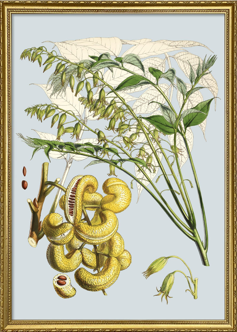 Decaisnea Insignis
