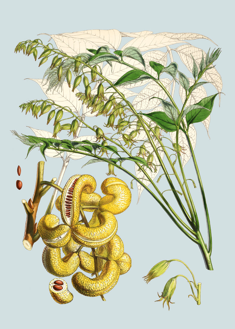 Decaisnea Insignis