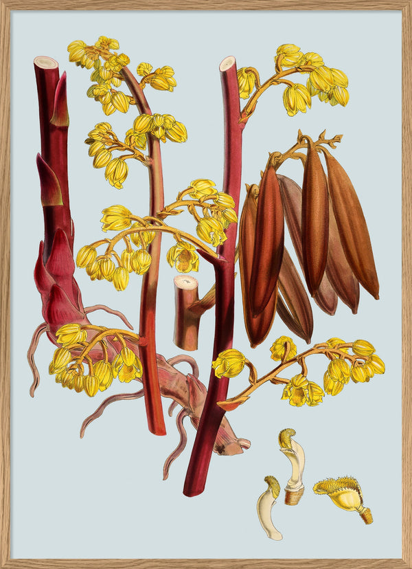 Cyrtosia Lindleyana