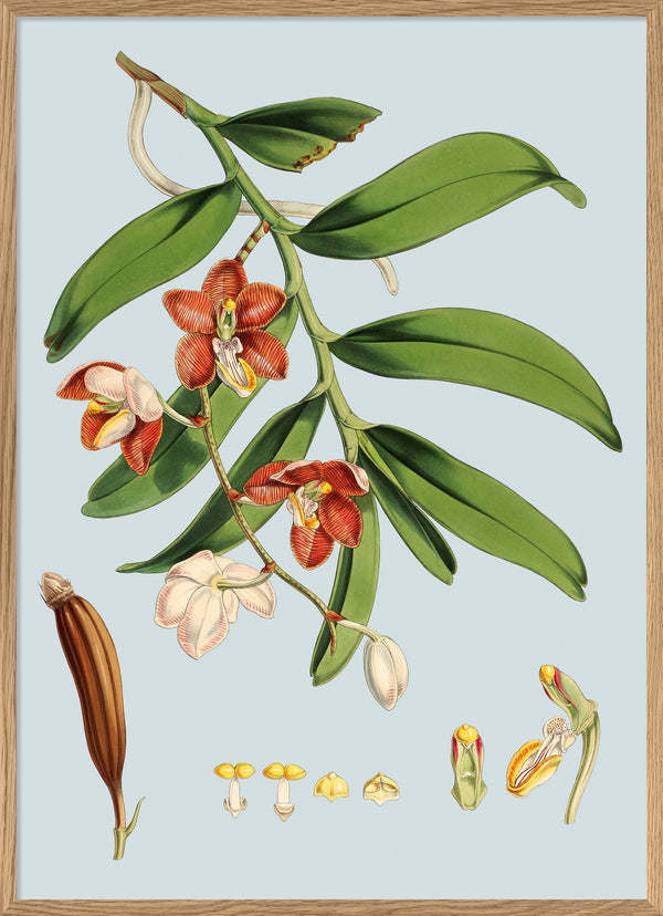 Vanda Cathcarti