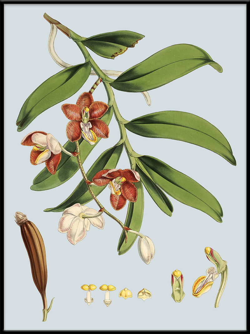Vanda Cathcarti