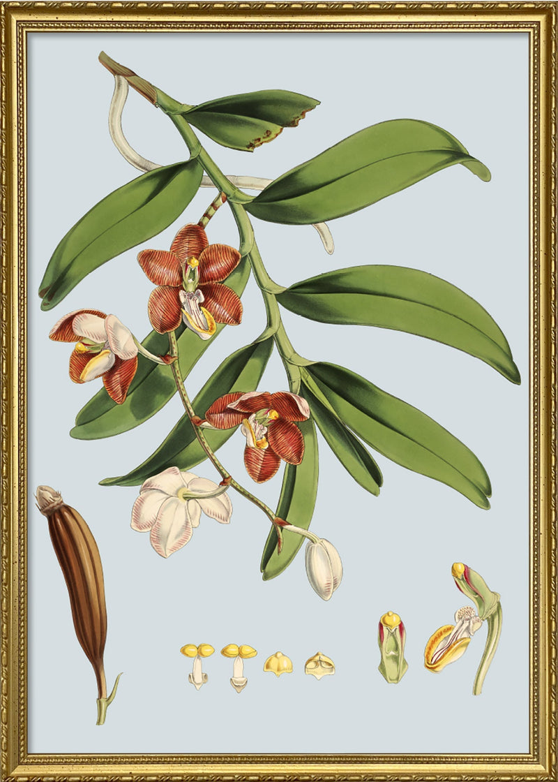 Vanda Cathcarti