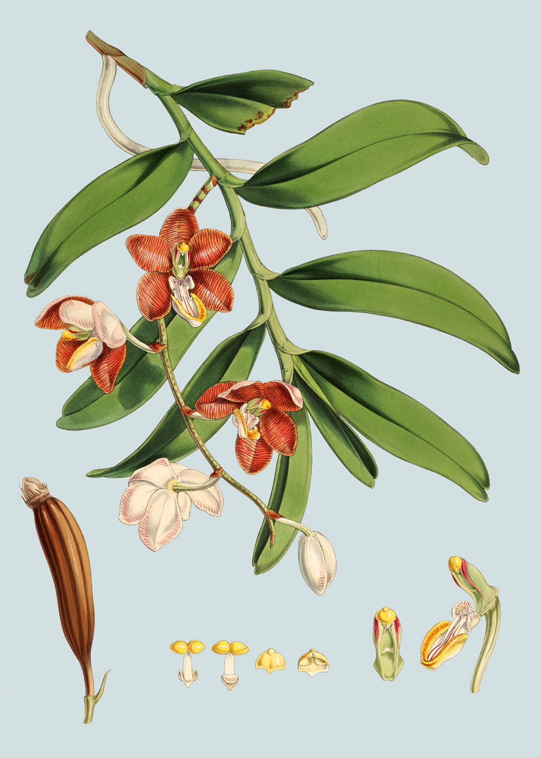 Vanda Cathcarti
