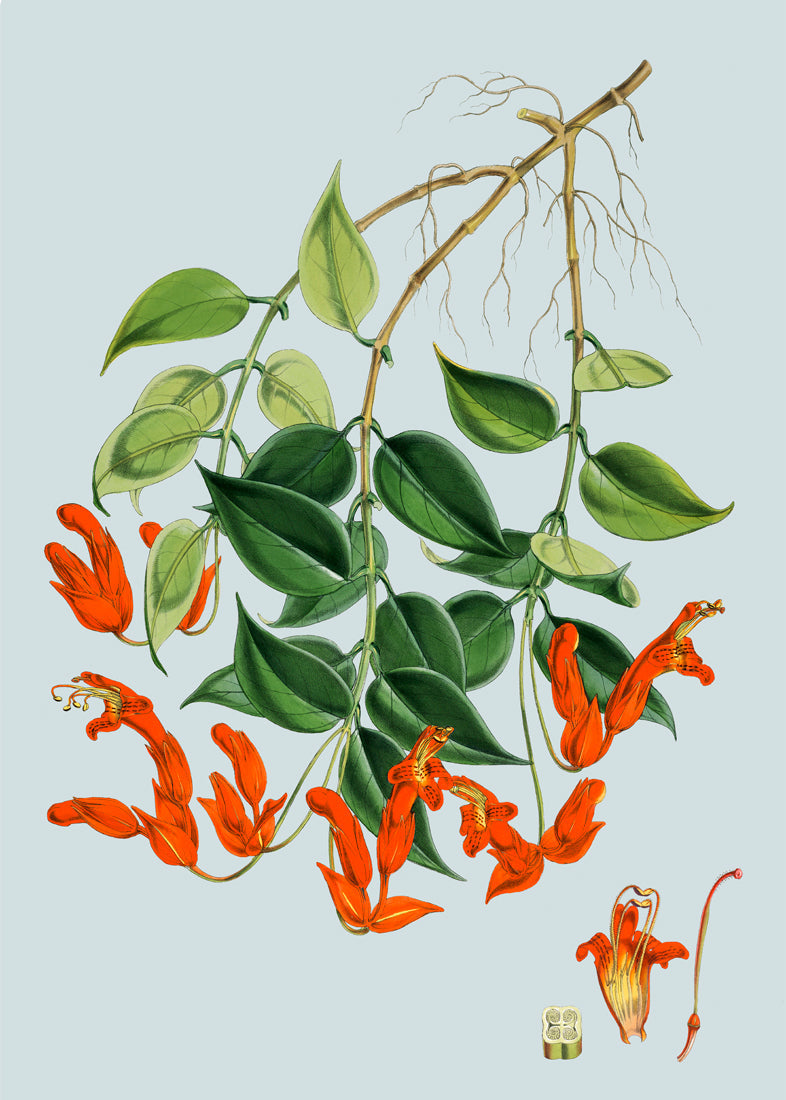 Aeschynanthus Peelii