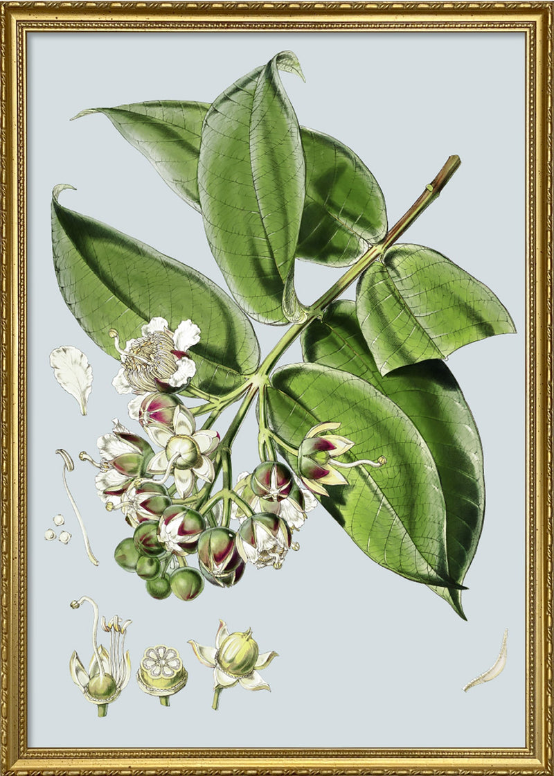 Duabanga Sonneratioides
