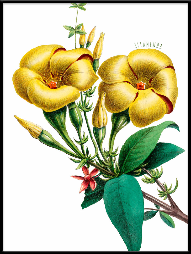 Allamanda