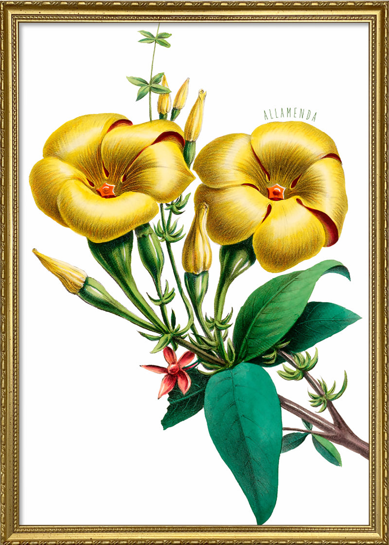 Allamanda