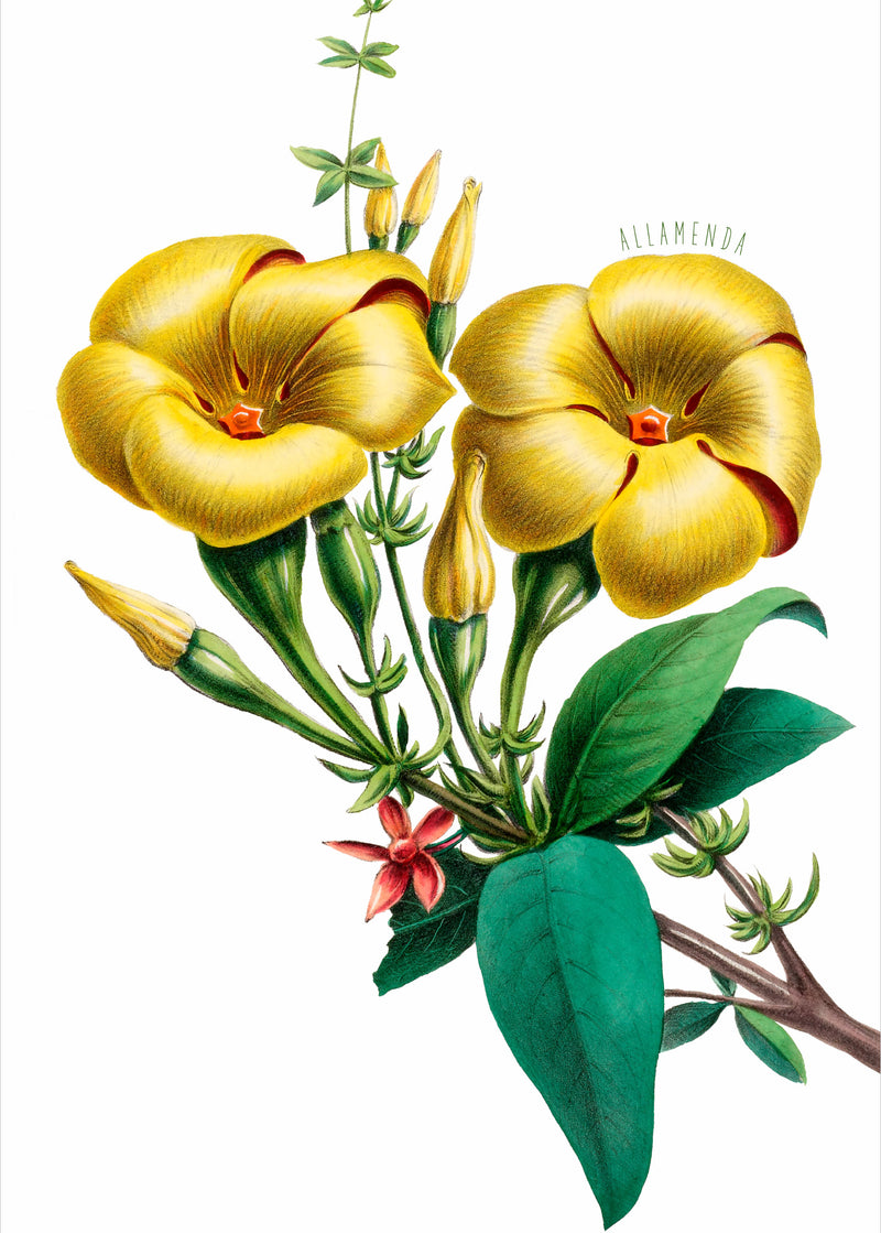 Allamanda