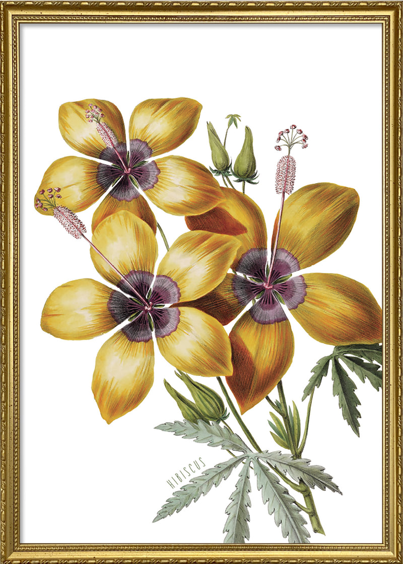 Hibiscus