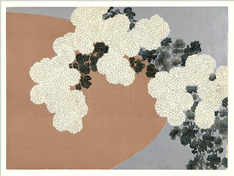 Chrysantemum