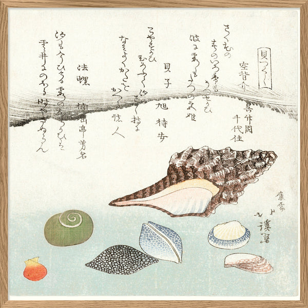 Shells
