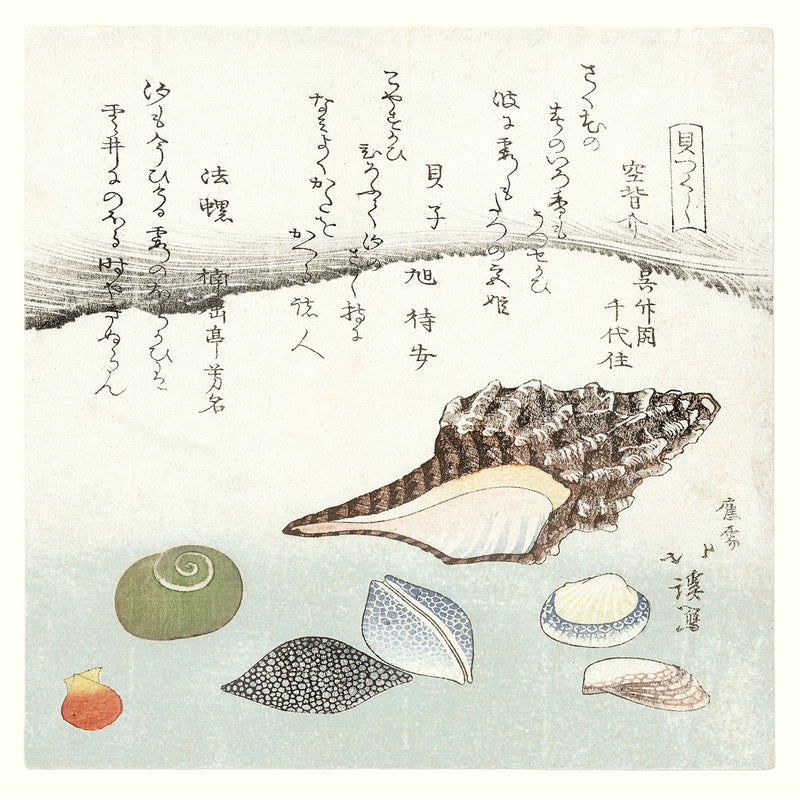 Shells