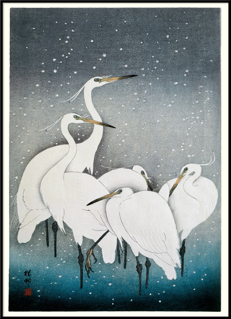 Snowy Herons