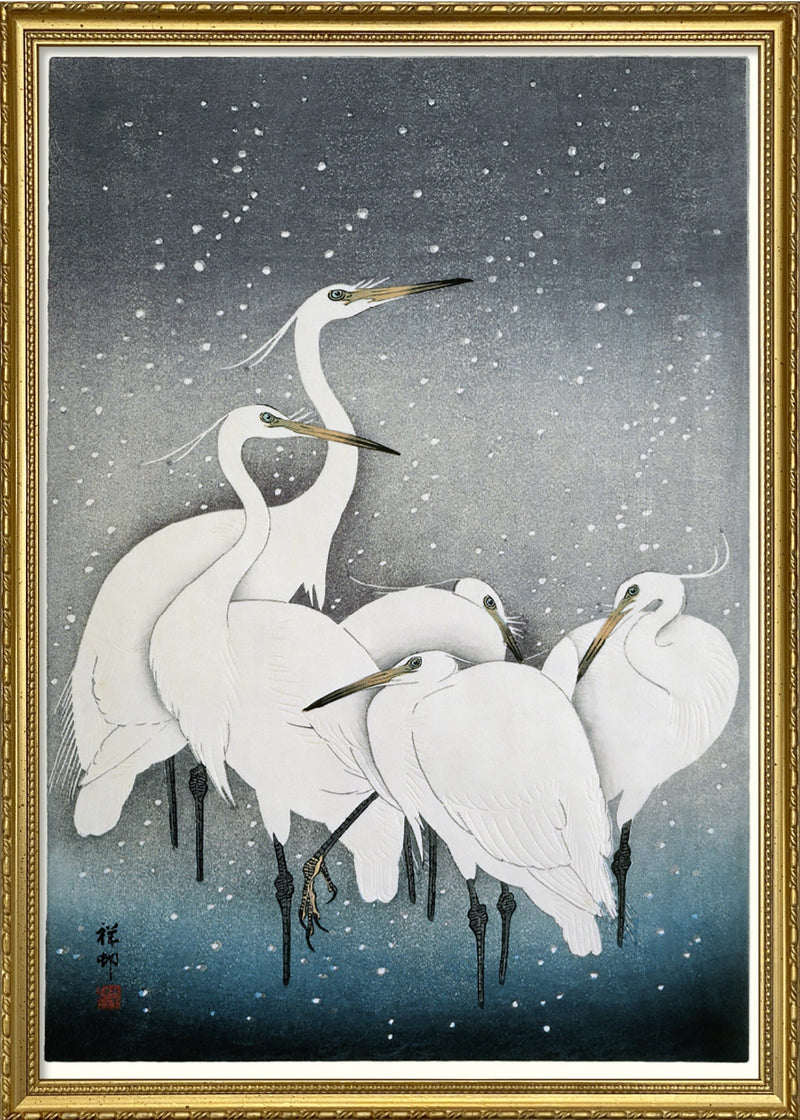 Snowy Herons