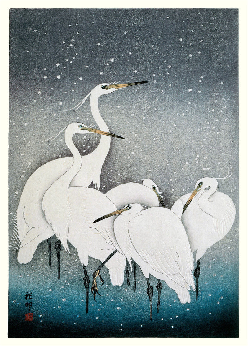 Snowy Herons