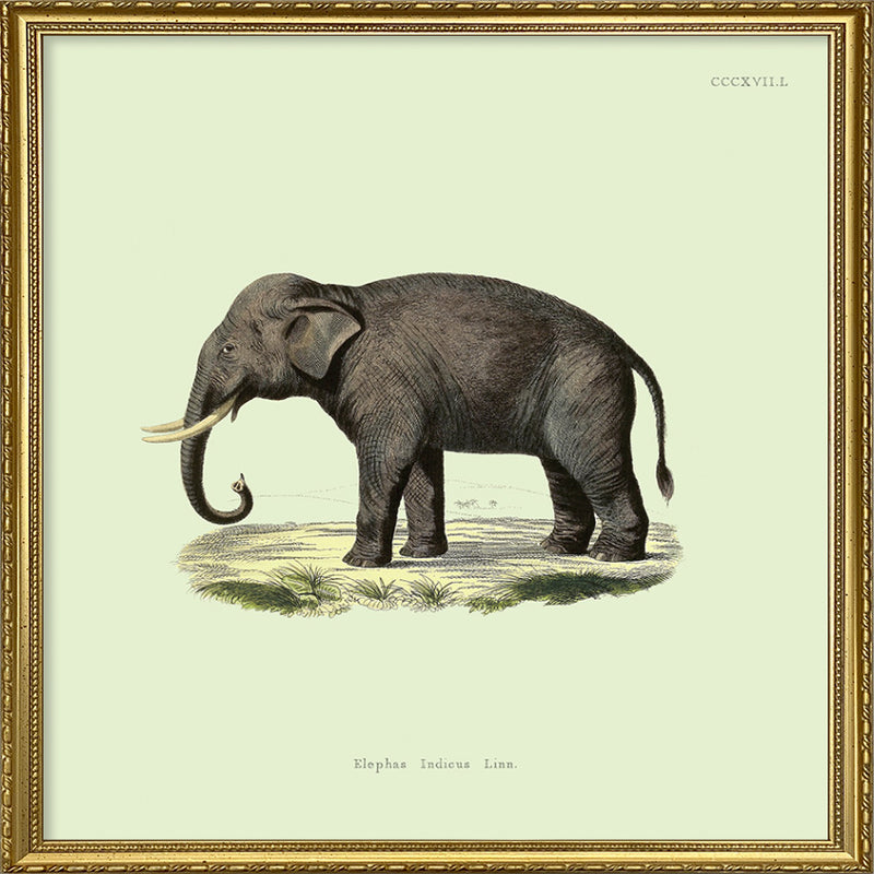 Elephant