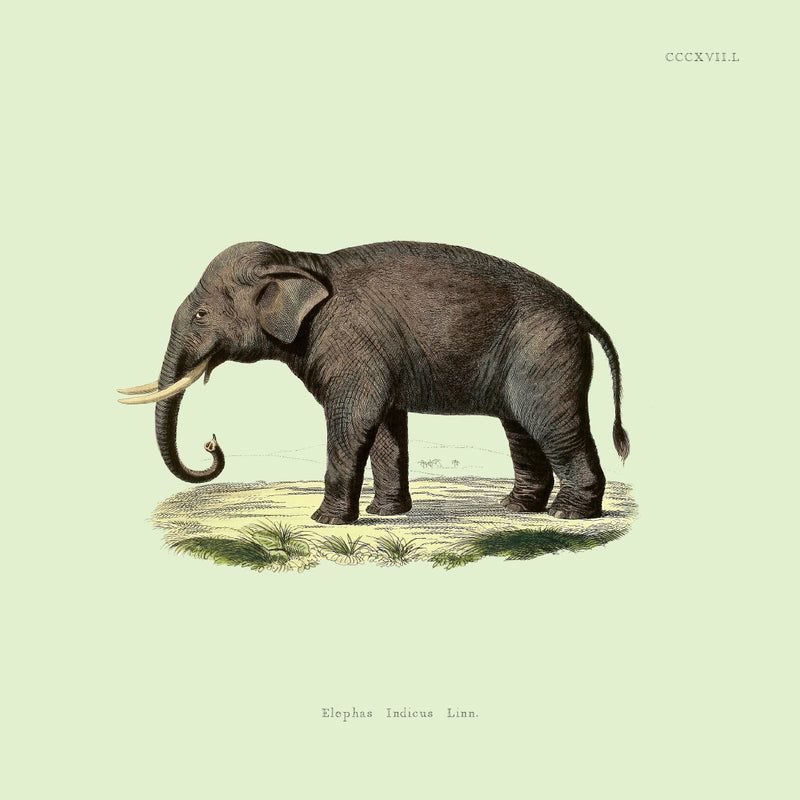 Elephant