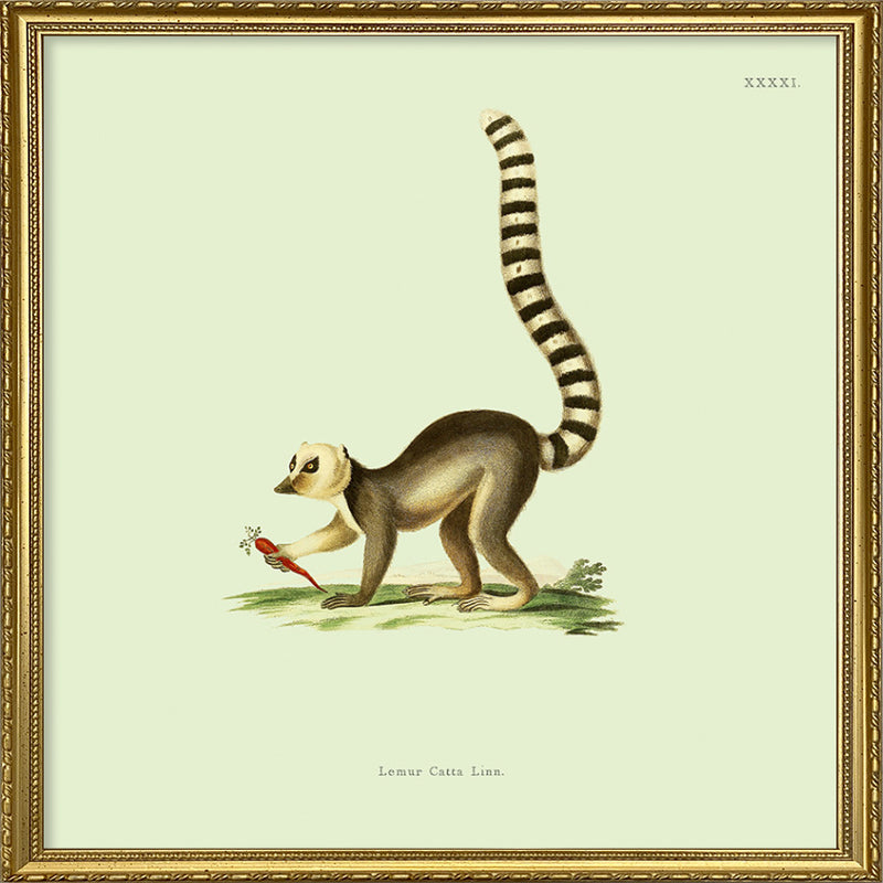 Lemur