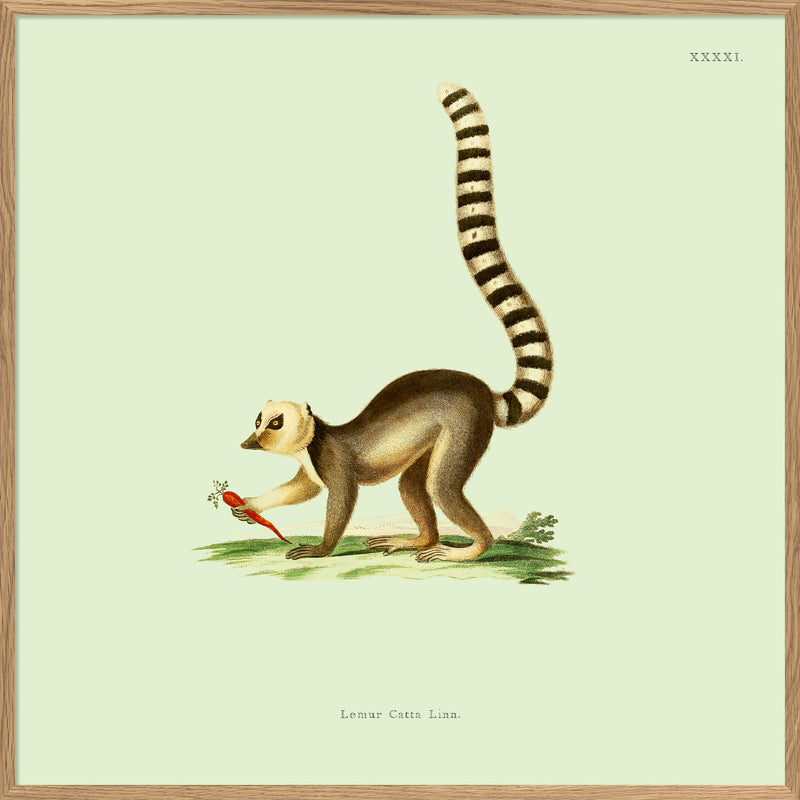 Lemur