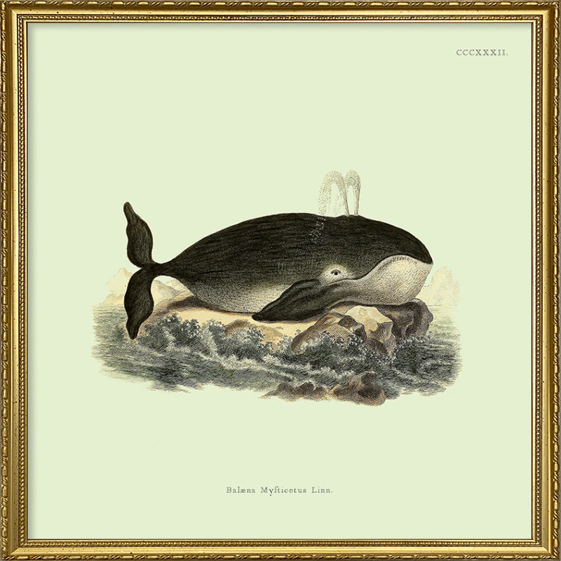 Whale