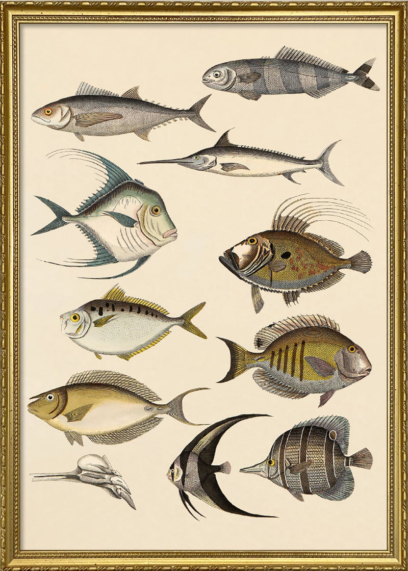 Fish and Friends