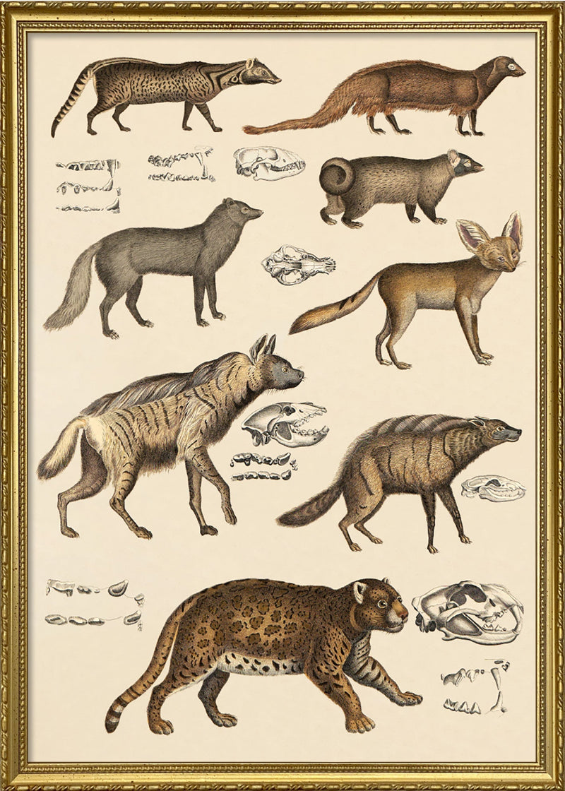 Leopard and Friends