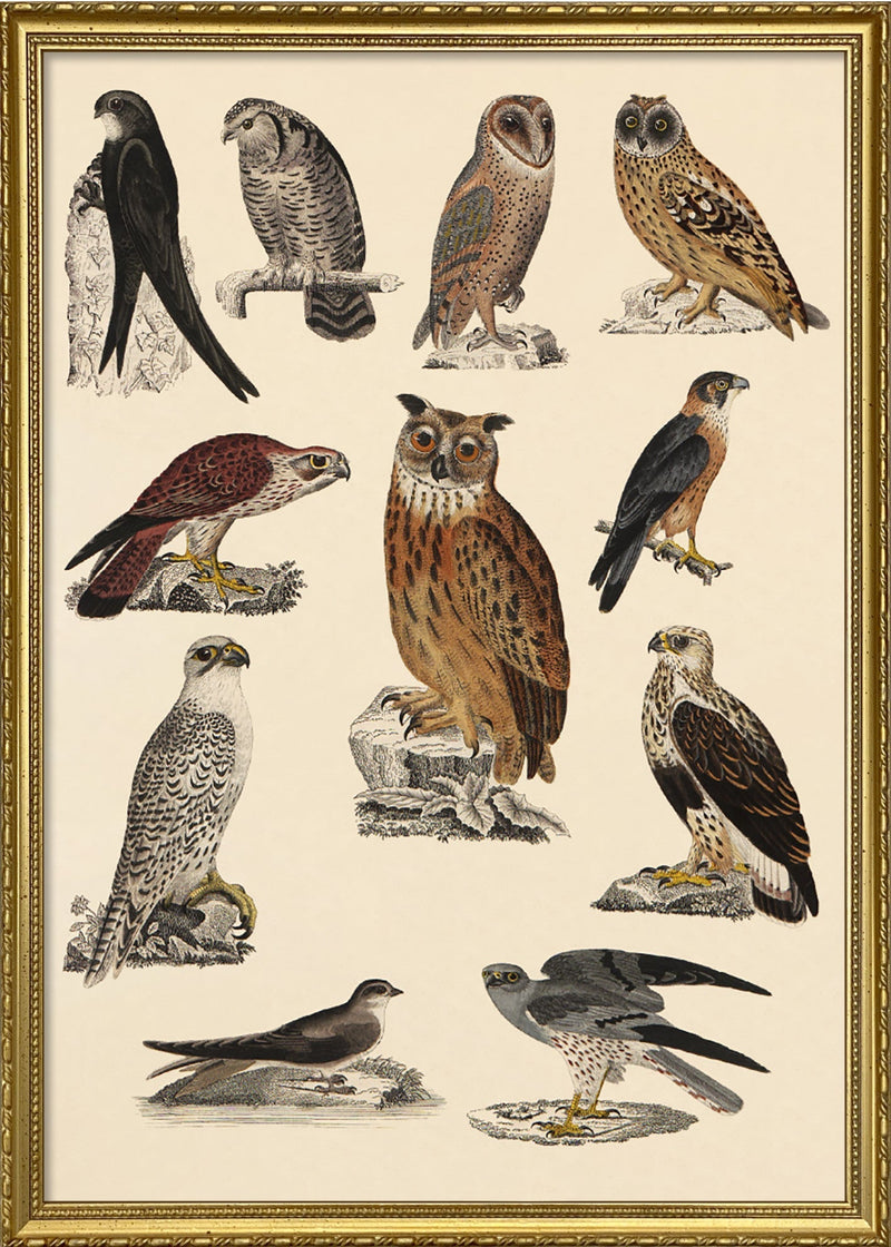 Owl and Friends