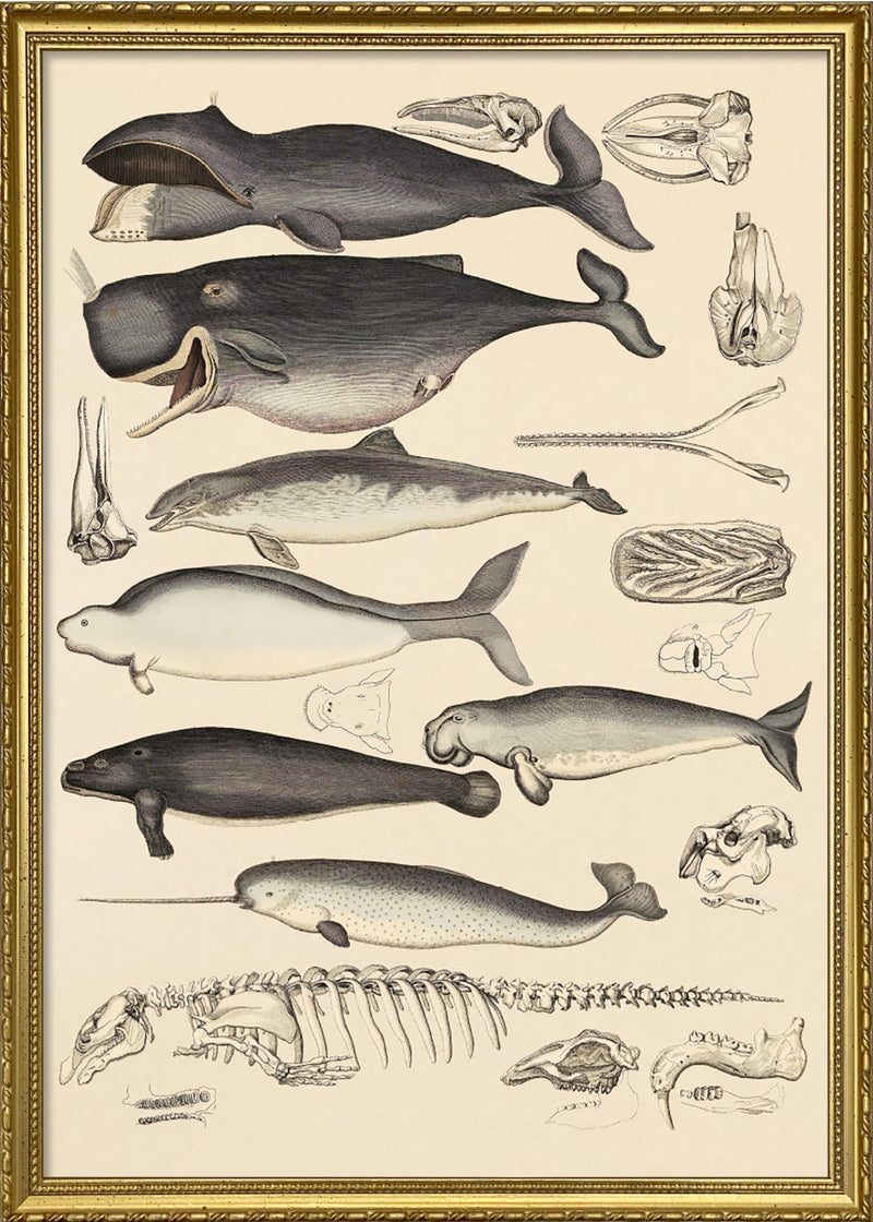 Whale and friends
