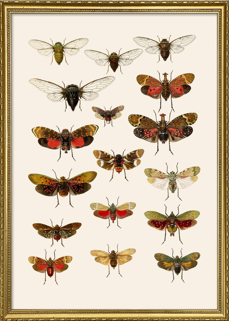 Rhynchota Homoptera