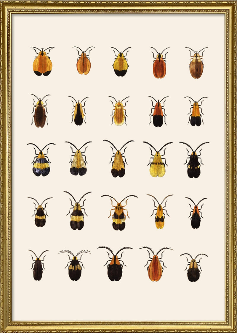Coleoptera III