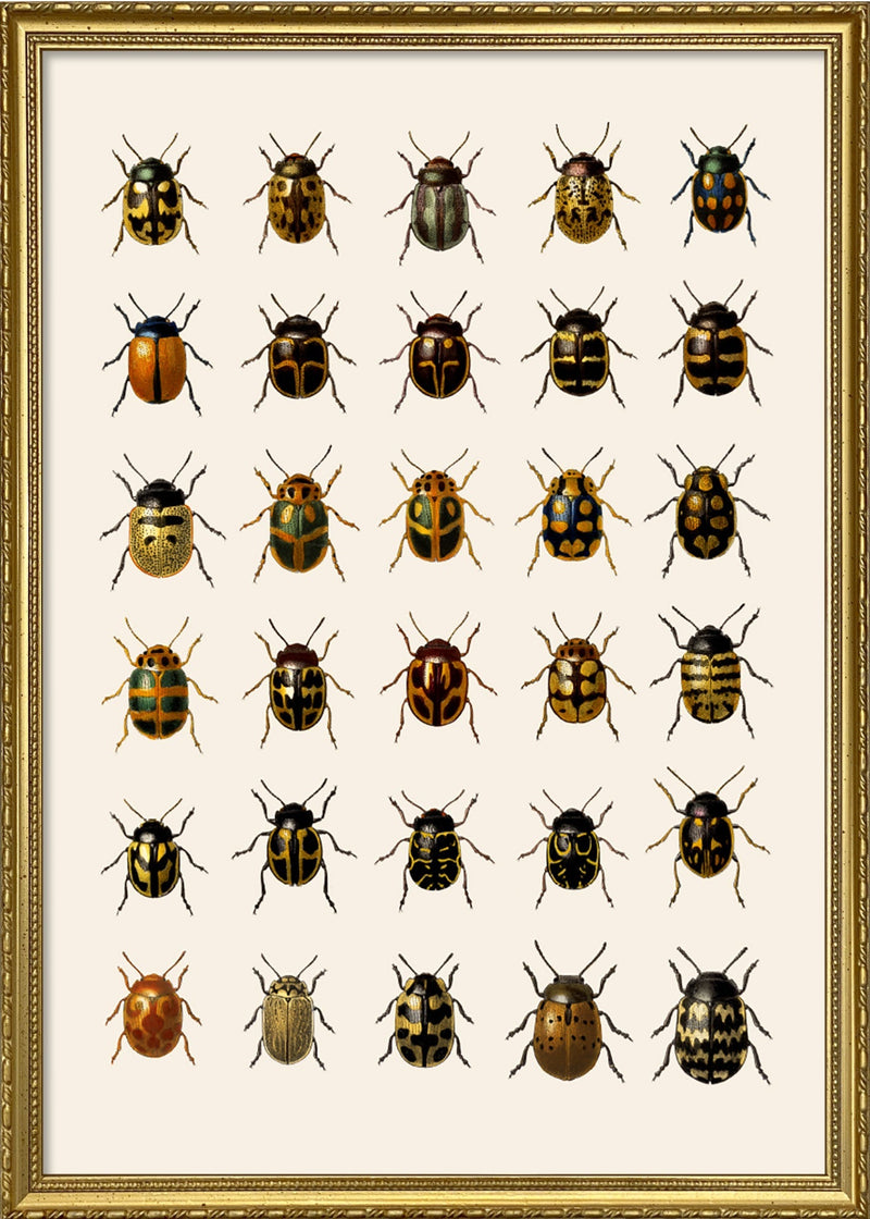 Coleoptera V