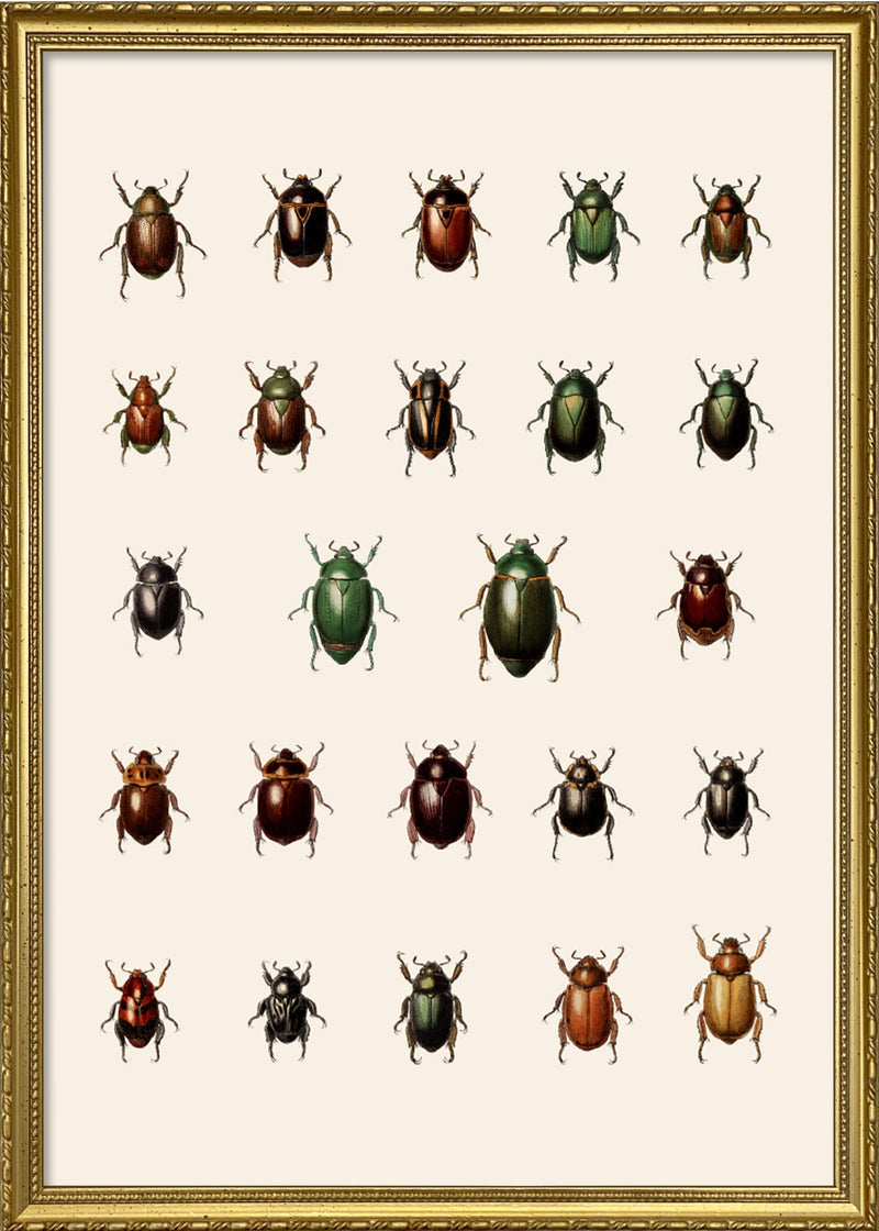 Coleoptera VI