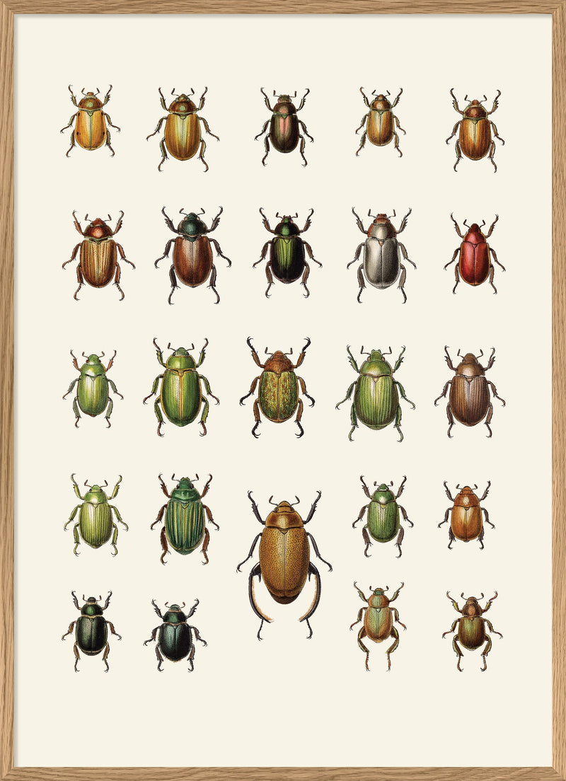 Coleoptera IX