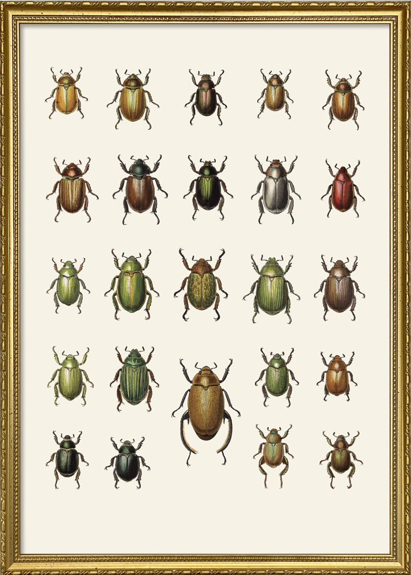 Coleoptera IX