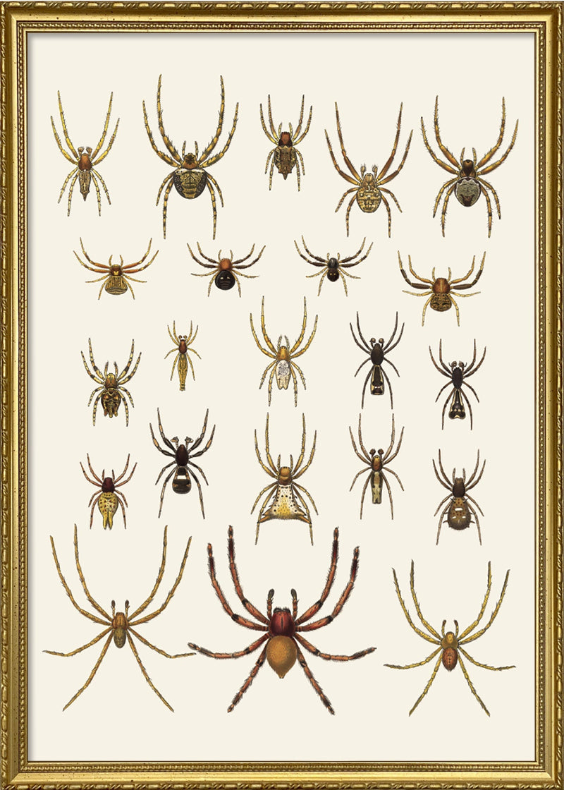 Arachnida Araneidea