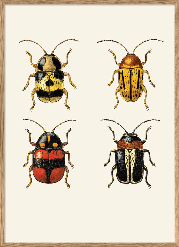 Coleoptera IV detail