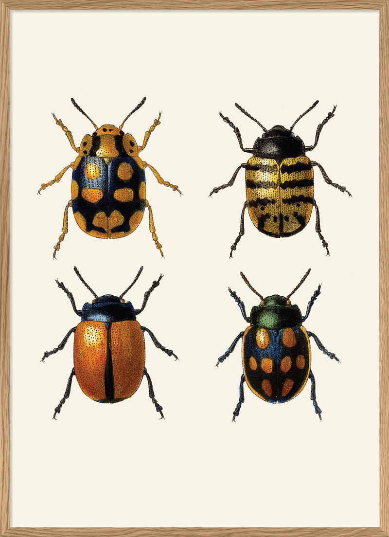 Coleoptera V detail