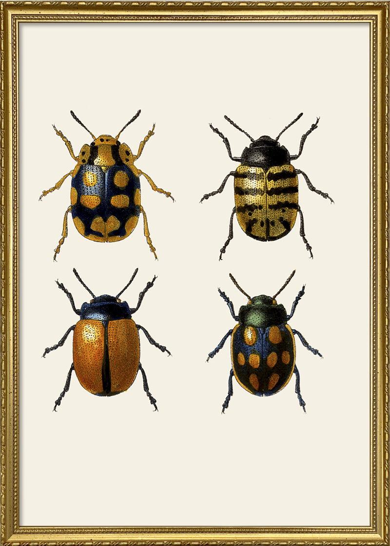 Coleoptera V detail