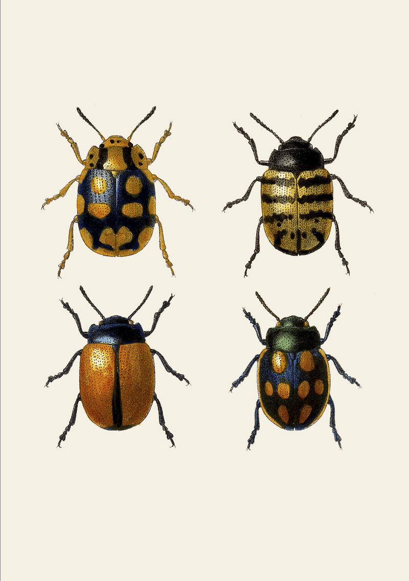 Coleoptera V detail