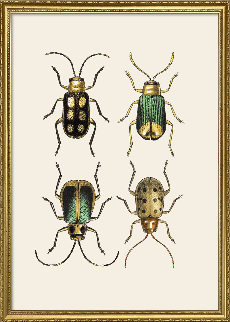 Coleoptera VII detail