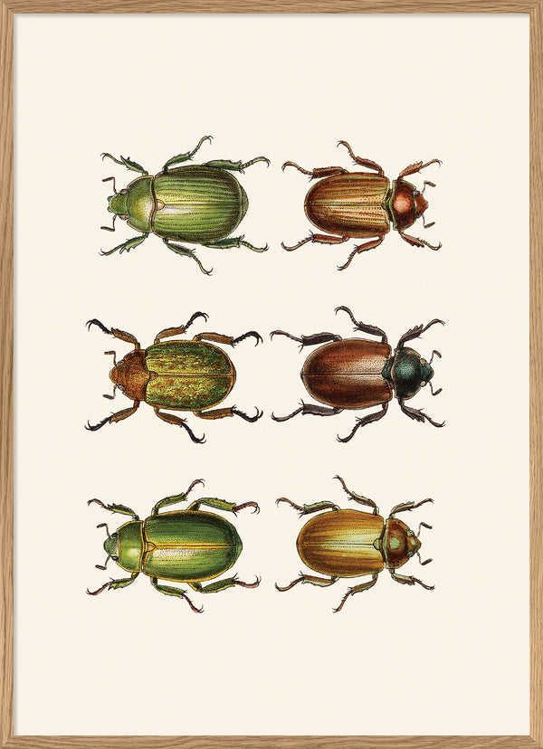 Coleoptera IX detail